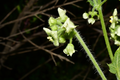 Microsechium palmatum