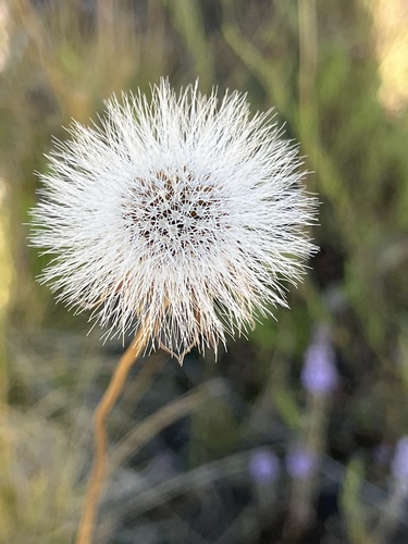 Microseris laciniata