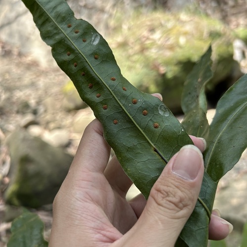 Microsorum membranifolium