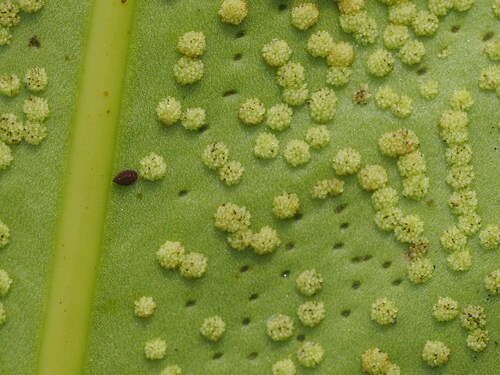 Microsorum punctatum