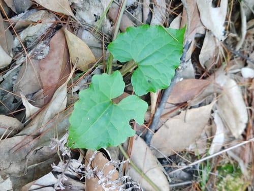 Mikania micrantha