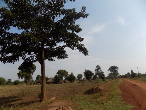 Milicia excelsa