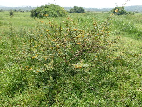 Mimosa pigra