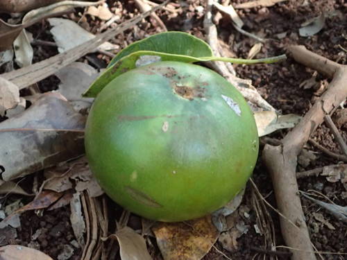 Mimusops balata