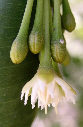 Mimusops coriacea