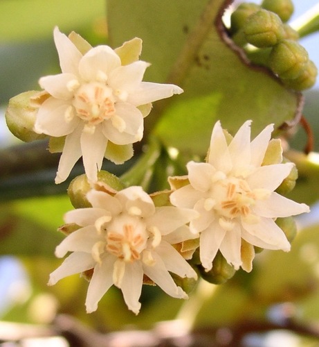 Mimusops coriacea
