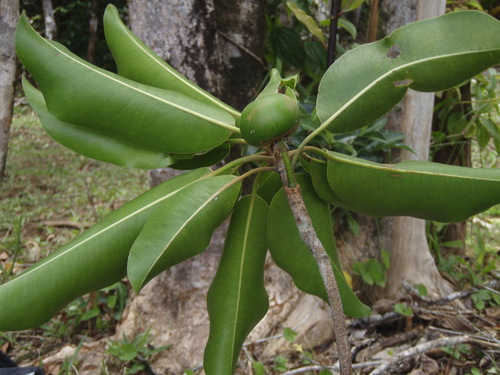 Mimusops maxima