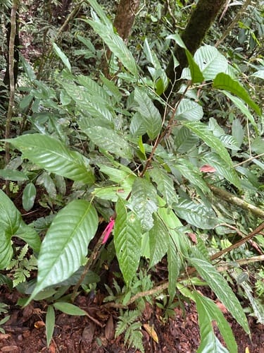 Minquartia guianensis