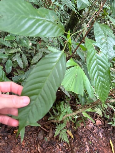Minquartia guianensis