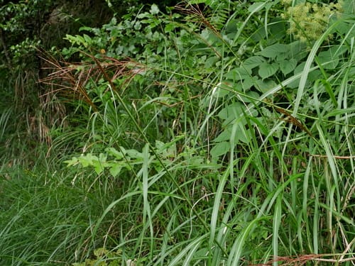 Miscanthus sinensis
