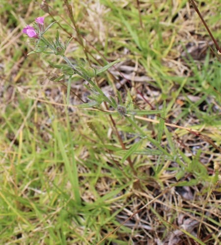 Misopates orontium