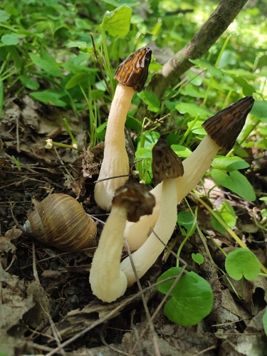Mitrophora semilibera