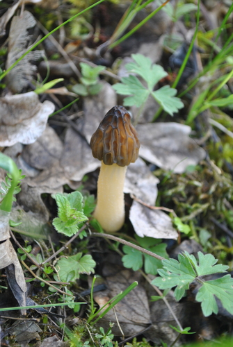Mitrophora semilibera