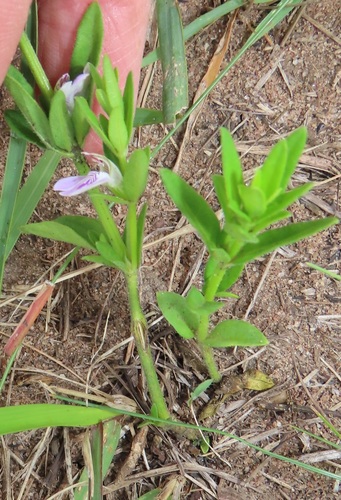 Monechma debile
