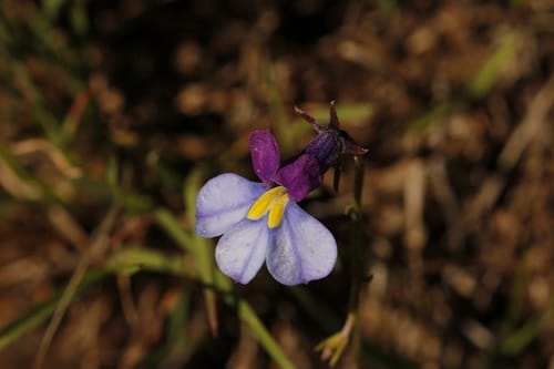 Monopsis decipiens