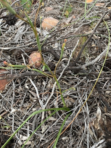 Moraea bituminosa