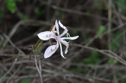 Moraea elliotii