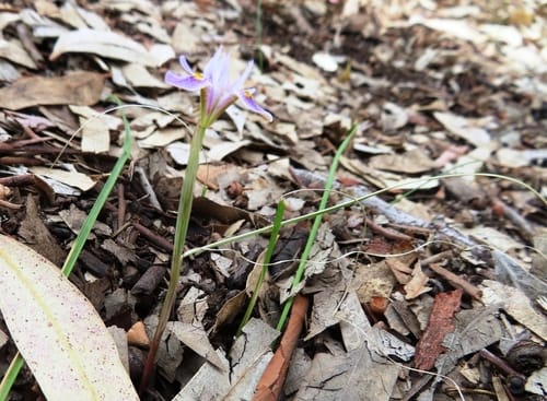Moraea setifolia