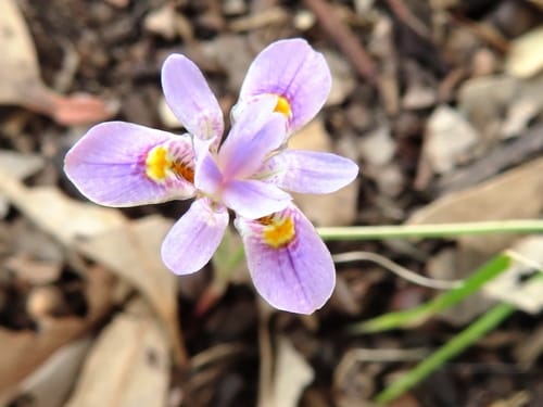 Moraea setifolia