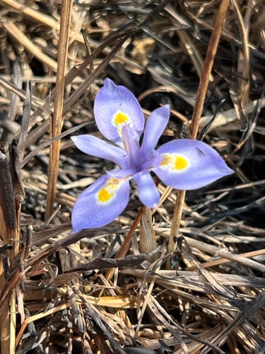 Moraea simulans