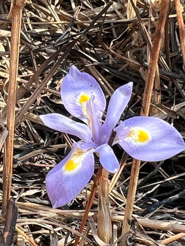 Moraea simulans