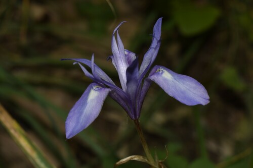 Moraea sisyrinchium