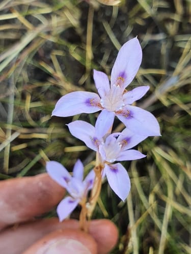Moraea stricta