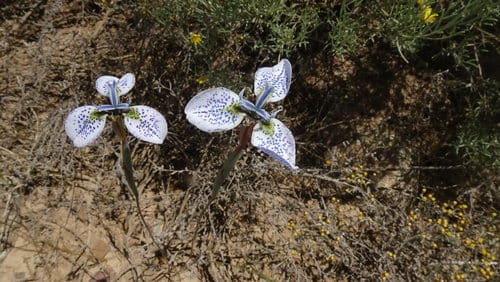 Moraea tricuspidata