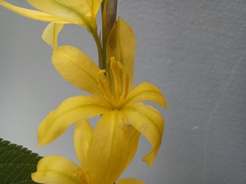 Moraea virgata