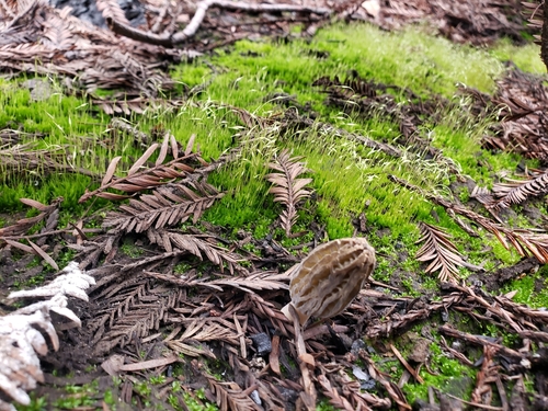 Morchella conica