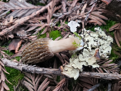 Morchella conica