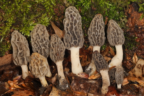 Morchella diminutiva