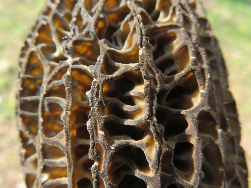 Morchella elata
