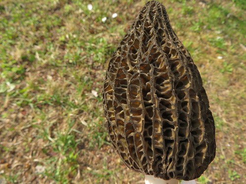 Morchella elata
