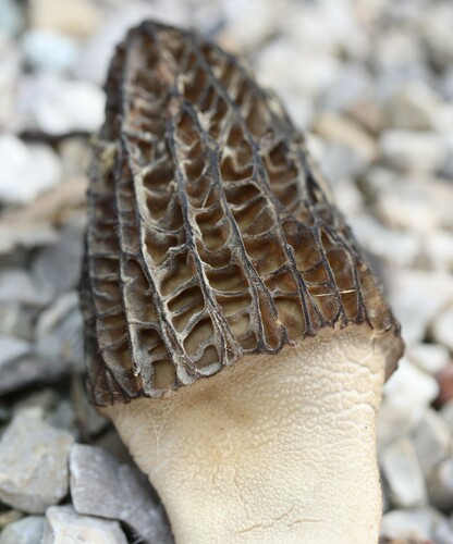Morchellaceae