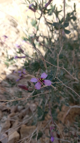 Moricandia nitens