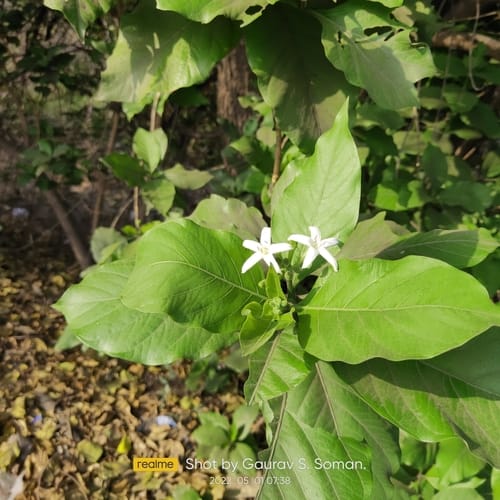 Morinda coreia