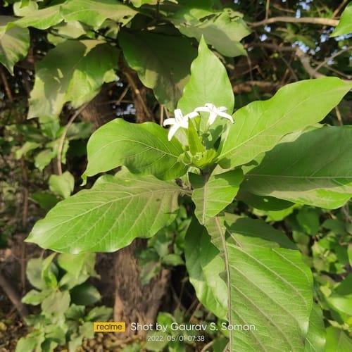 Morinda coreia