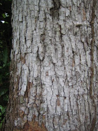 Morinda lucida