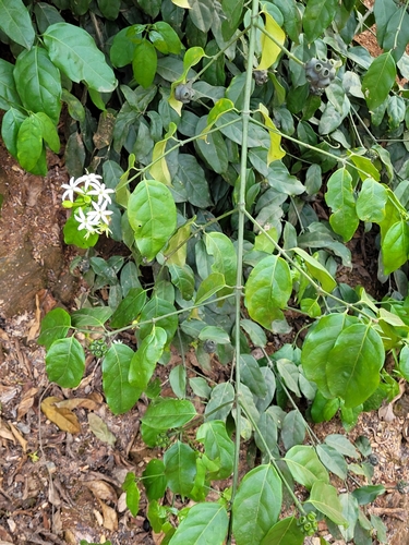Morinda morindoides