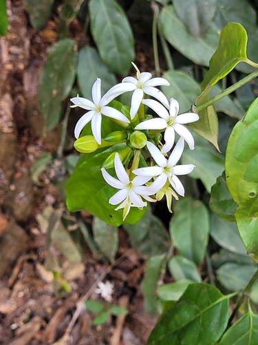 Morinda morindoides