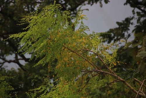 Moringa concanensis