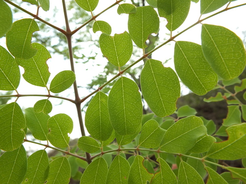 Moringaceae