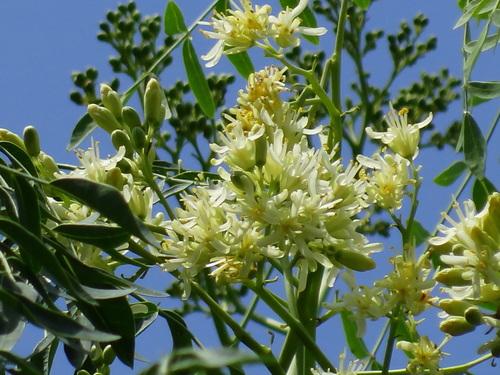 Moringa drouhardii