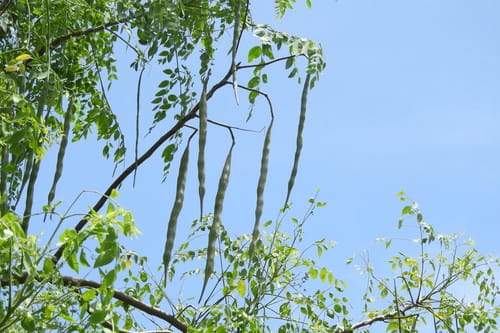 Moringa stenopetala