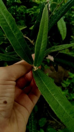 Morisonia longifolia