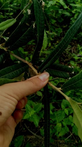 Morisonia longifolia