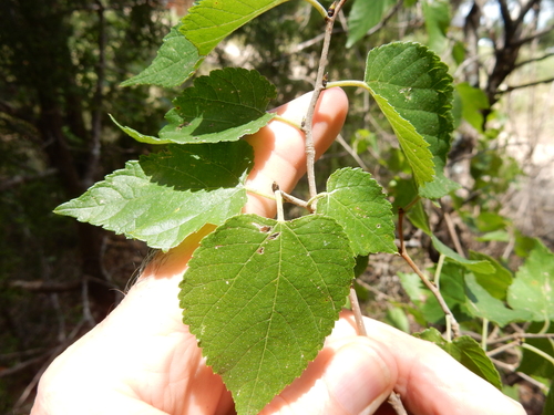 Morus celtidifolia