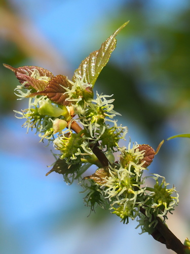 Morus indica