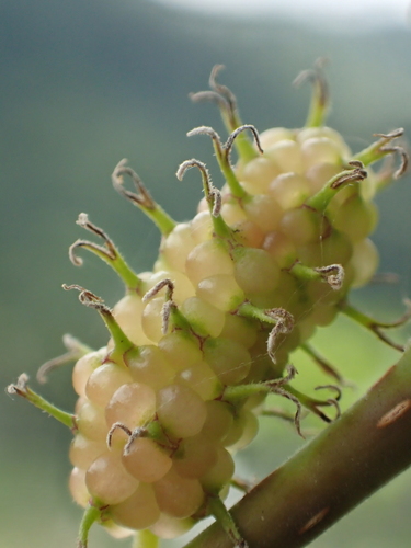 Morus indica